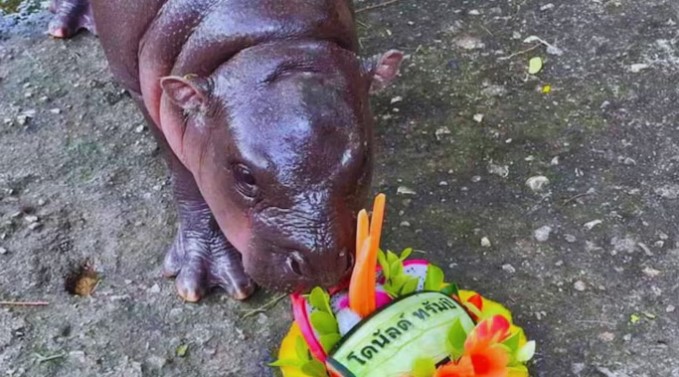 Thailand hippo predicts US election